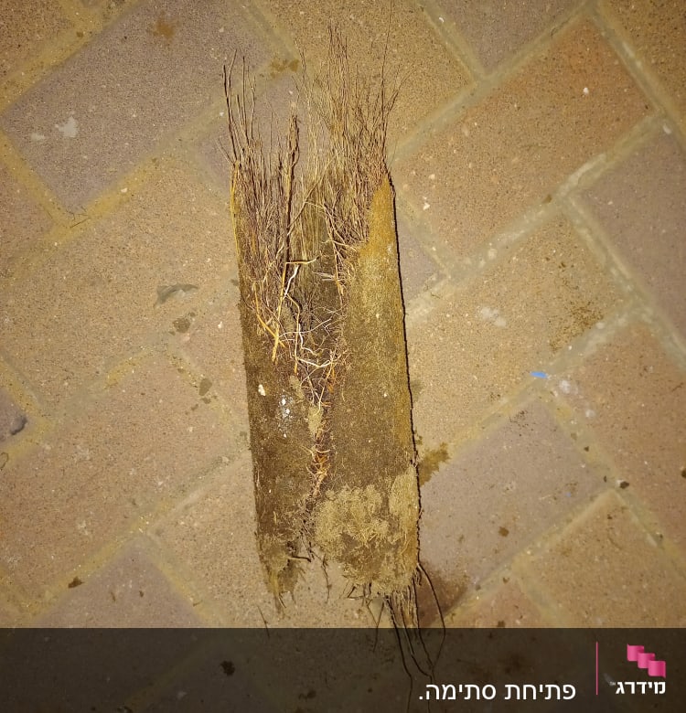 גוש שורשים על מדרכה